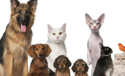 Assurance médicale maladie d'animal de compagnie
