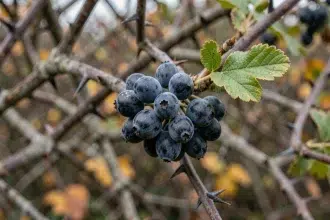 Gros plan sur des baies de prunellier sauvage toxiques aux reflets bleu-noir avec leur pruine naturelle sur des branches épineuses en automne
