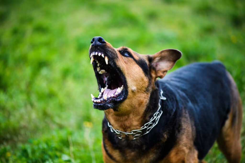 chien très méchant