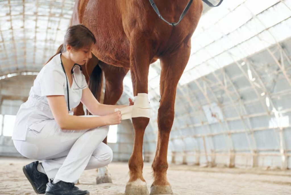 choix mutuelle cheval