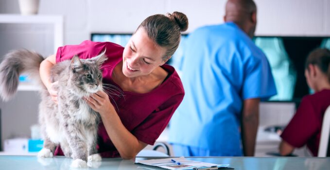 tarifs vétérinaires