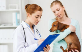 soins vétérinaires animal