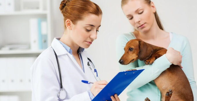 soins vétérinaires animal