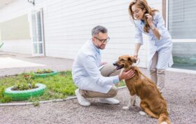 assurance santé animale