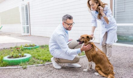 assurance santé animale