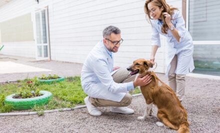assurance santé animale