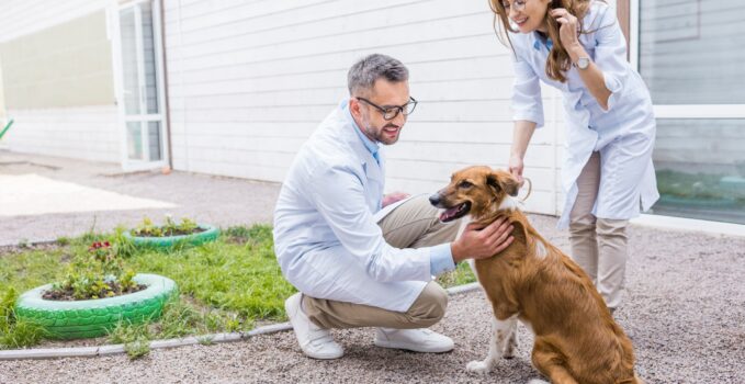 assurance santé animale