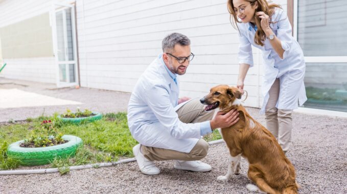 assurance santé animale