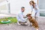 assurance santé animale