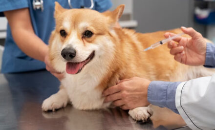 vaccin chien