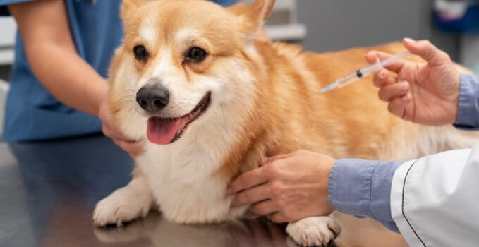 vaccin chien