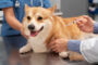 vaccin chien