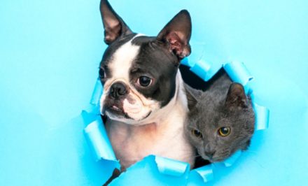 vermifuge chien